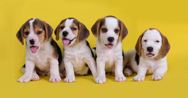 Oferta especial em Bifinhos